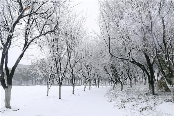 雪落新华园