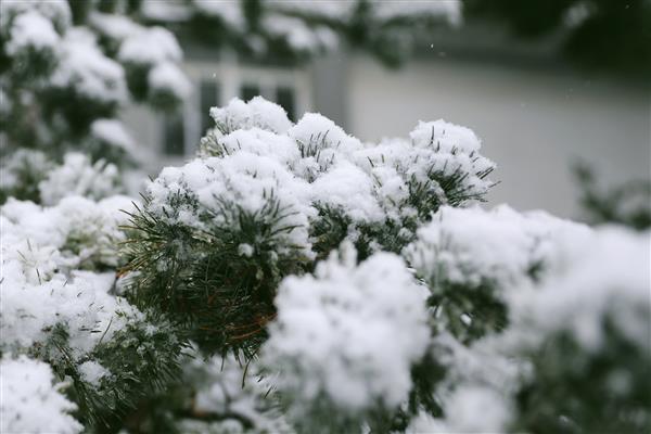 雪落新华园