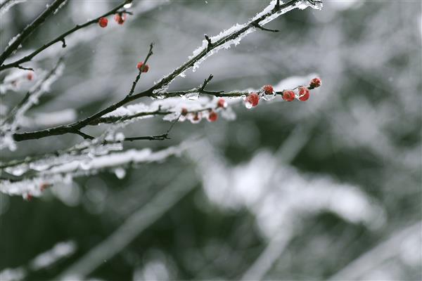 雪落新华园
