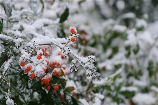 雪落新华园